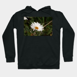 clb daisy Hoodie